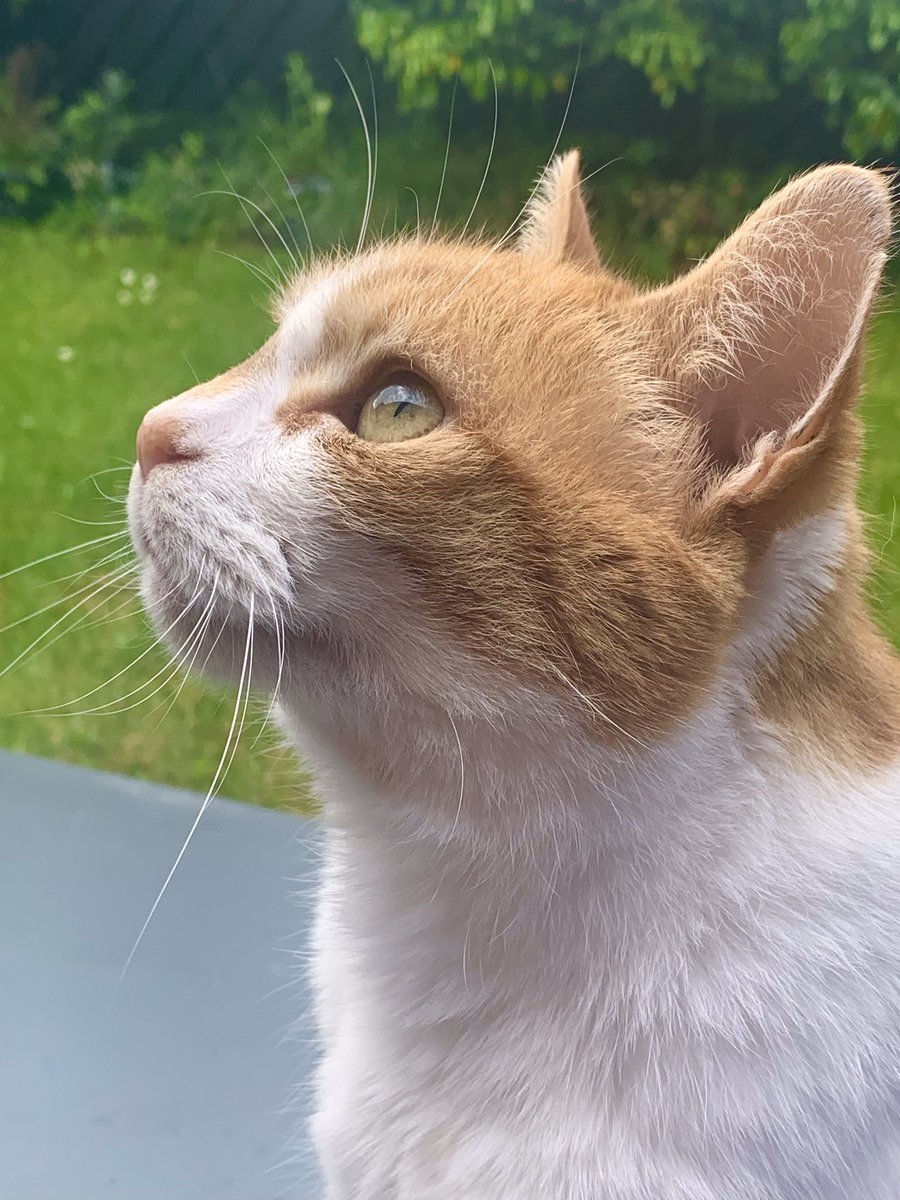 Out for my #Hedgewatch and there are some very noisy giant magpies circling the garden and looking at me.  I’m not afraid of them.  Thanking everyone for the good wishes for my #GotchaDay yesterday, I had enough treats 😹.  Just.  
#CatsOfX #AdoptDontShop