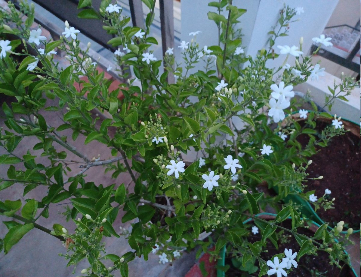 My terrace is filled with Jasmine fragrance 🌸 
#homegarden