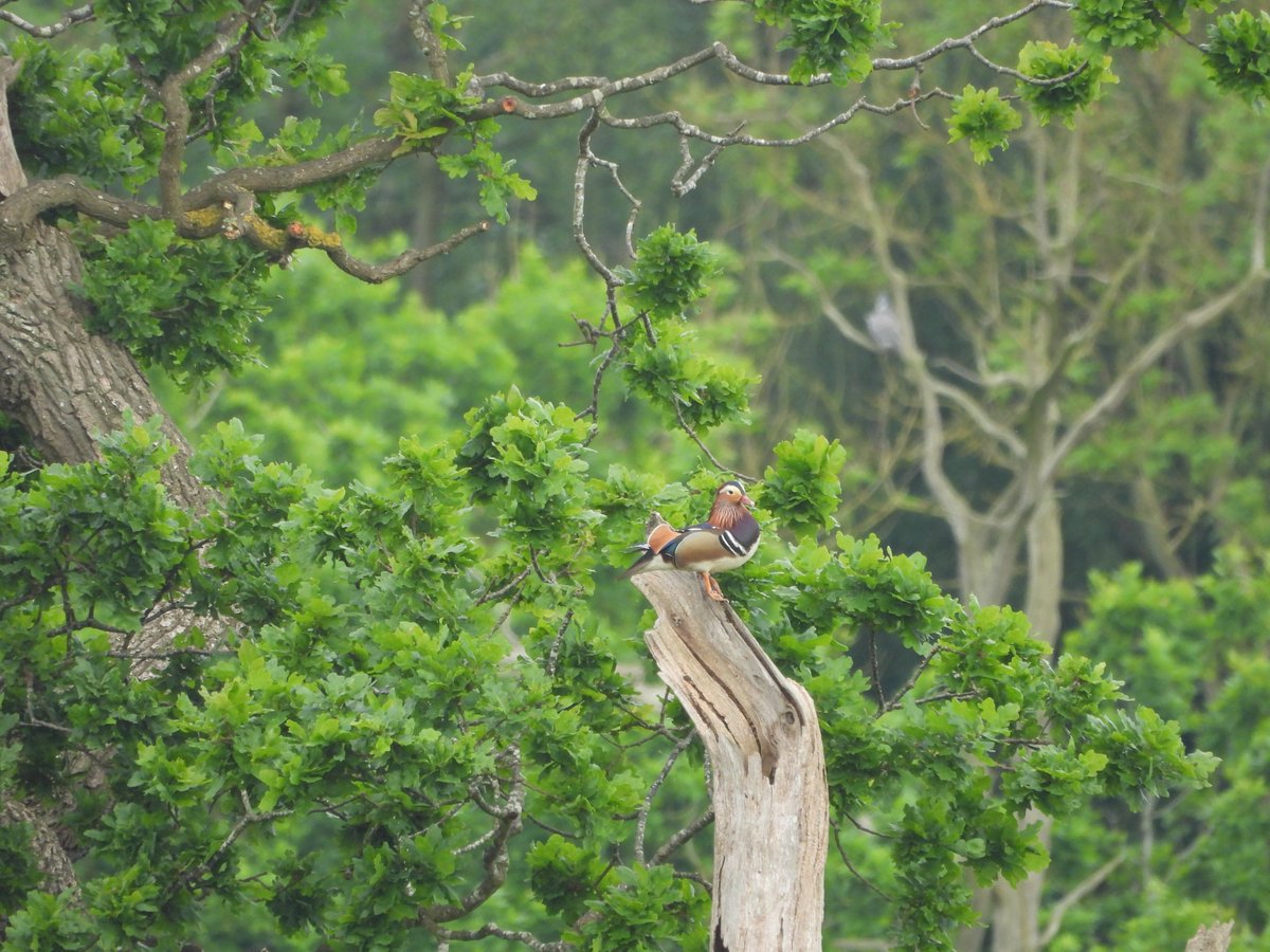 On my @BirdsOnTheEdge #stillnoTurtleDove survey at Castle Howard this morning. Pleased to find two singing Redstart. Also 4 Yellowhammer, 10 Song Thrush, 4 Yellowhammer, 6 Tree Sparrow & a pair of Mandarin @YorkBirding