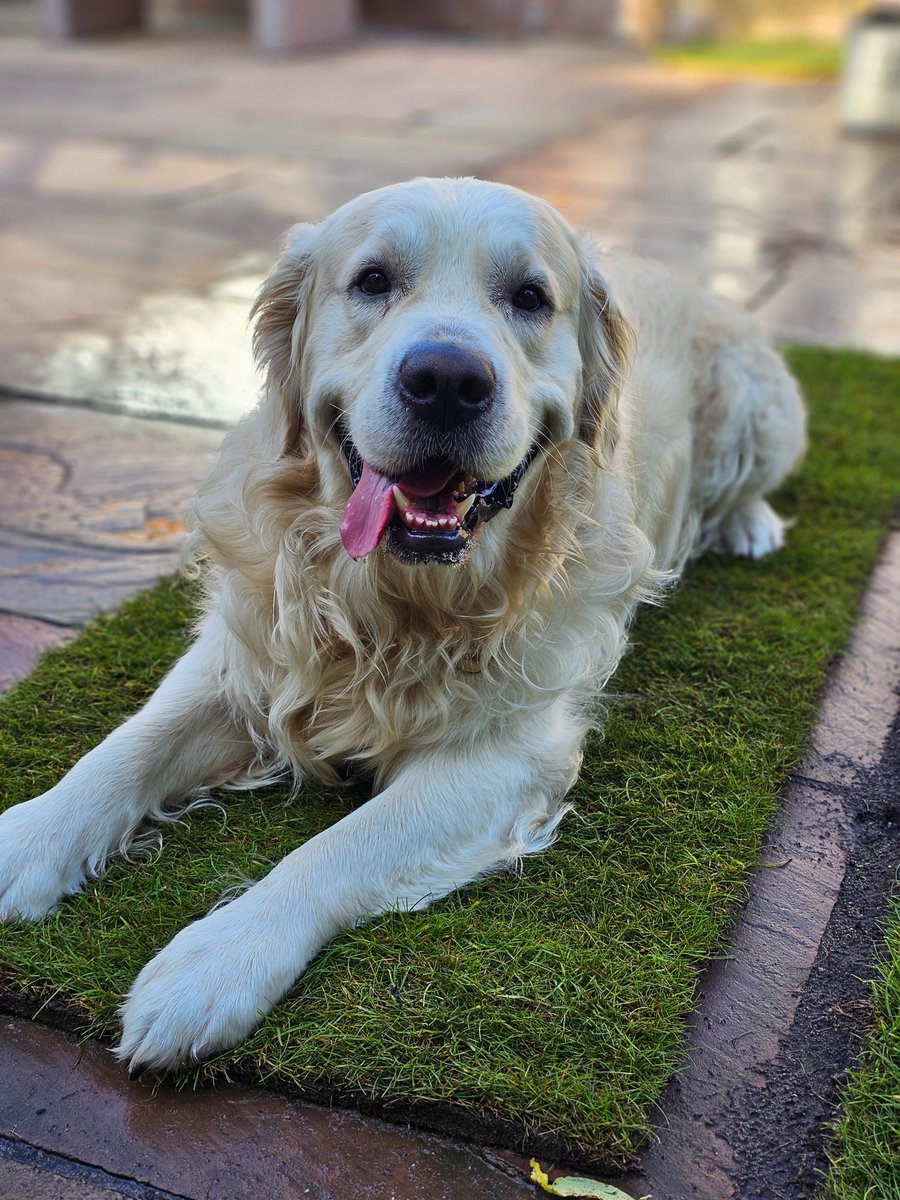 Monty enjoying the cool feeling of a roll of spare turf.  #georgedaviesturf#professionallawncare