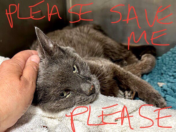 🆘CODE RED: IN GRAVE DANGER🆘 Very fragile, gentle, affectionate #SENIOR SEDDY (12yrs) requires #URGENT medical care and needs #IMMEDIATE #RESCUE‼️ PLEASE #RT #PLEDGE #FOSTER #ADOPT - ALL you can do to #HELP her✔️ #cats #NYC #AdoptDontShop #SharingSavesLives RT@LOVE_CATS_ONE