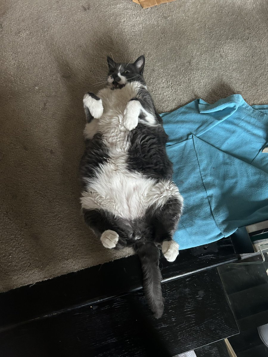 You know when <a href="/rickygervais/">Ricky Gervais</a> takes pictures of himself in the tub? My cat has the same expression on his face.