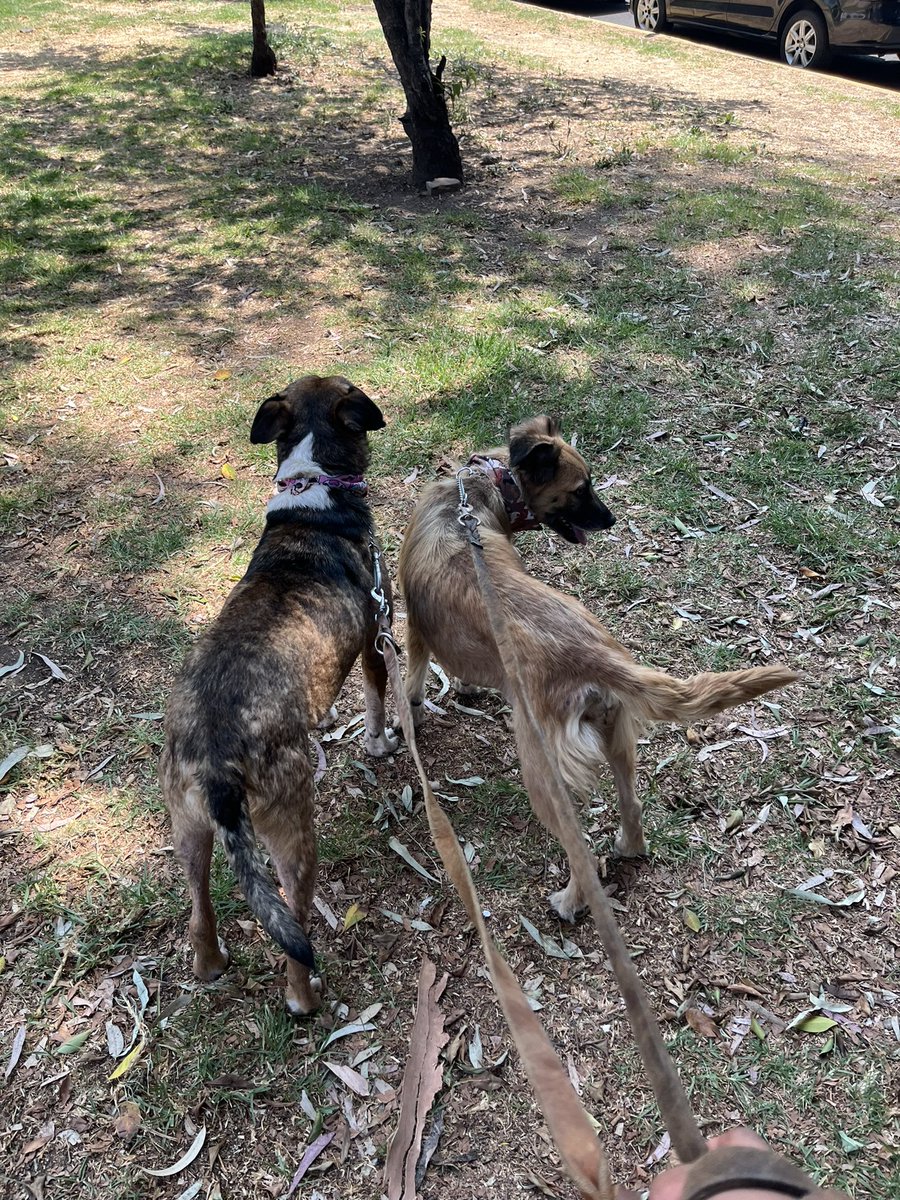 Miguelito y Vera siguen en busca de familias 🩵 Amigos es bien difícil que se adopten perritos talla mediana/grande,con mucha energía o con miedos. Es como sacarse la lotería encontrar adoptantes con la paciencia y disposición para ese tipo de rescatados. 😔💔