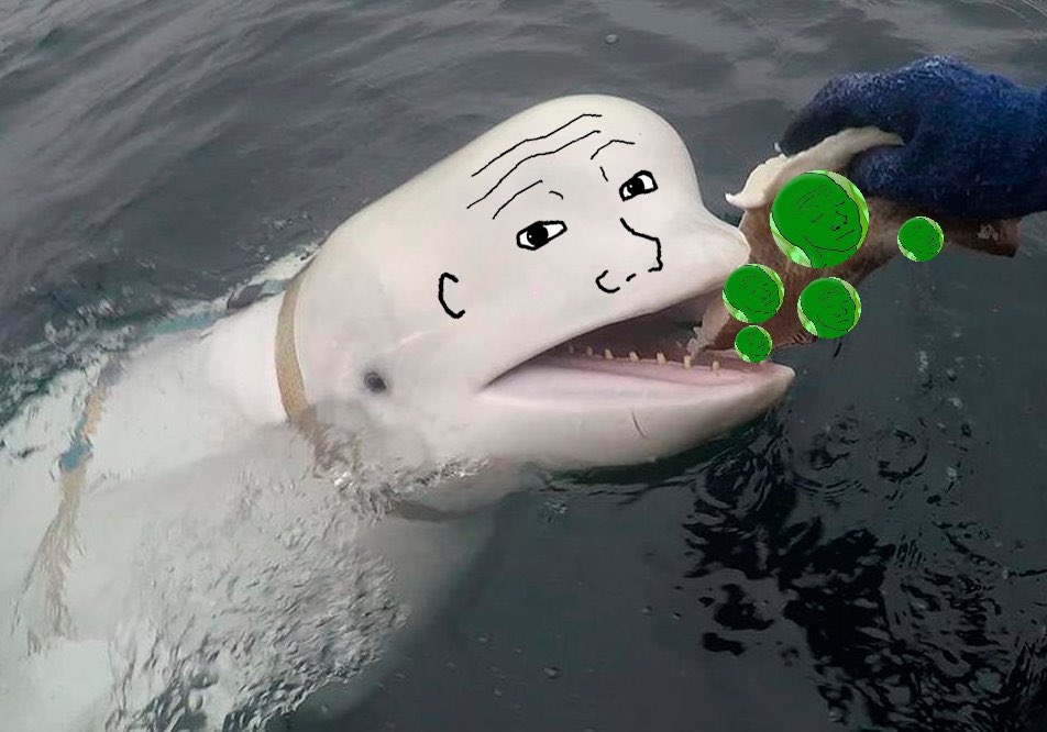 The $WOJAK whales have been hungry.
