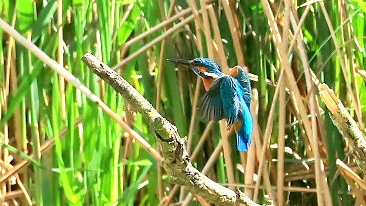 Kingfisher's are very busy feeding now. @WWTArundel #kingfisher