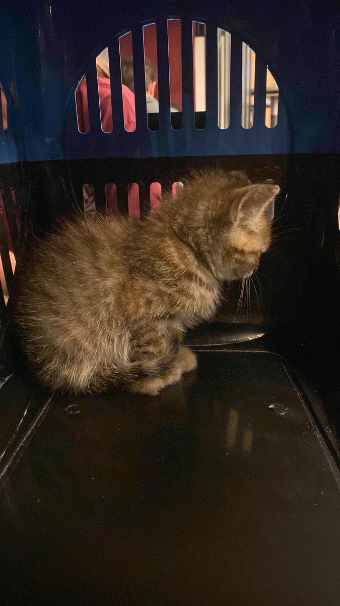 🙌🏻 MİNİK KEDİ ÇOK ACİL YUVA ARIYOR 🙌🏻

Sokakta tek başına kalmış ve tek başına yaşayamacak kadar kücük olan bu minik kediye çok acil yuva arıyoruz. Lütfen onun şansı olun💚 Tüm detayları konuşmak için iletişim numarasına ulaşabilirsiniz🙏🏻

İletişim: 0541 698 6196