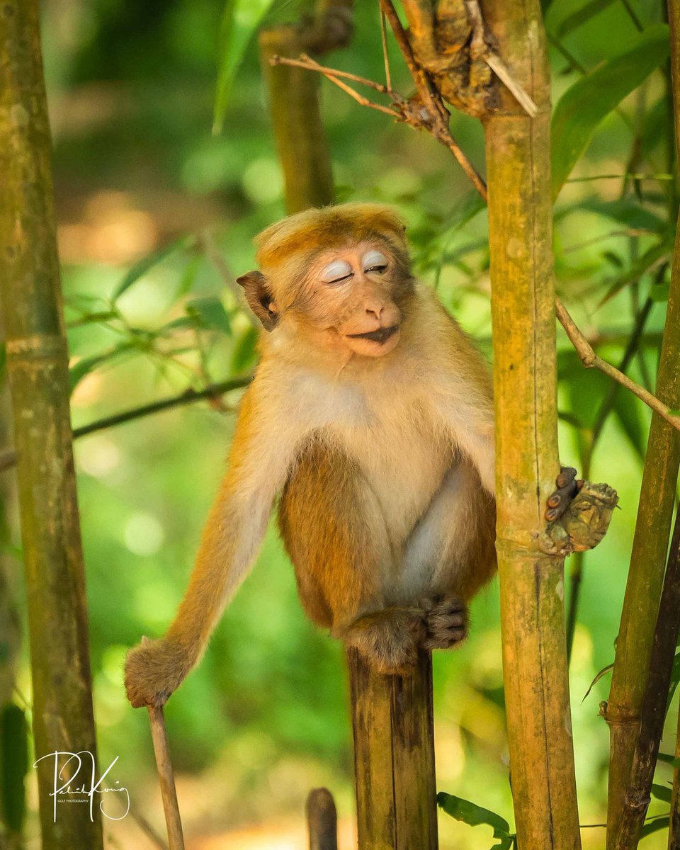 Patrick Koenig tweet media