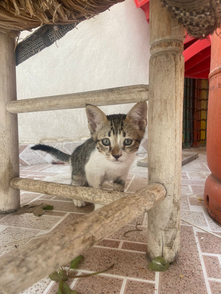 juliafdezgil's tweet photo. holaaaa se busca casa para estas dos gatitas (si puede ser juntas, mejor) para recoger en Ceutí (Murcia). Tienen un par de meses 💖💖 https://t.co/kCefGsg984