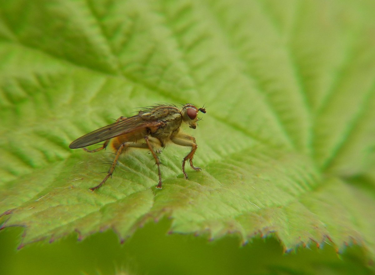 @monkbonk #MacroMonday yellow dung fly, says Google