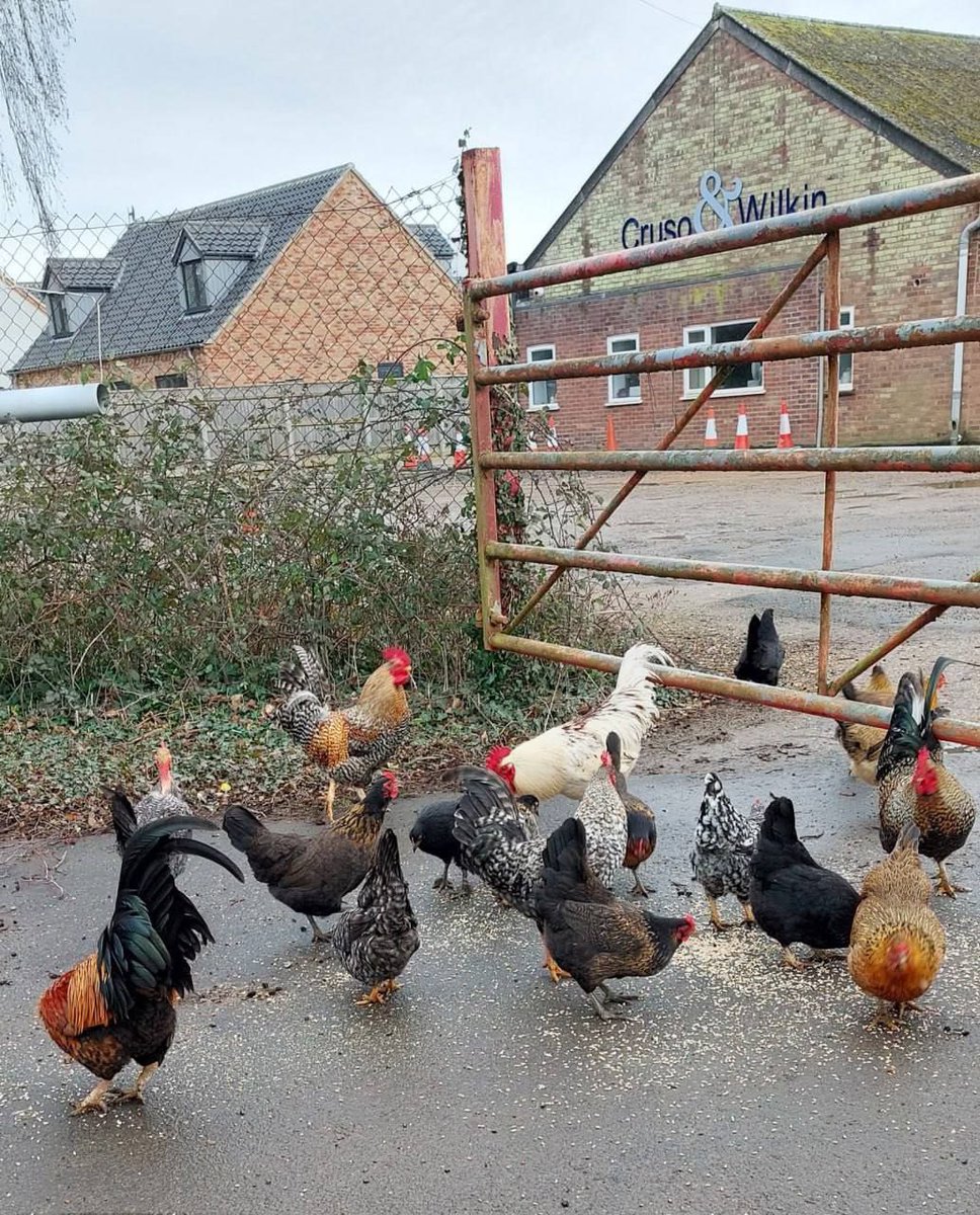 deepankarthishb's tweet photo. Hundreds of wild chickens are terrorising a British village

The birds have turned the lives of the residents of Snettisham into a real "hell", waking people up at 4am, climbing into vegetable gardens and destroying crops. It is not known exactly where they came from, and even in https://t.co/nmYUBSKLCC