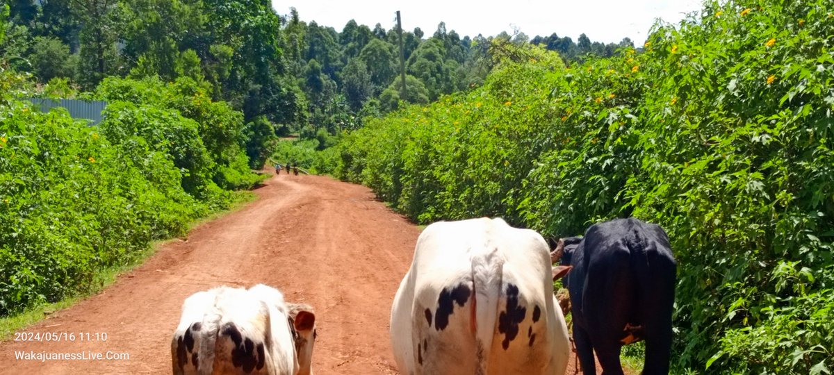 Musa and I recently trekked 27.2KMs from <a href="/BungomaTown/">Bungoma Town</a> to <a href="/Kibichori_/">Kibichori Village</a>
village, Chwele, while relocating our small herd.

From Bungoma town➡️Kibabii➡️Mayanja➡️Marakaru➡️Sikusi➡️Chwele➡️Kibichori🚫. Was so exciting. We can do this, guys💪💪💪
#TrekWithCheruiyot
#MasculinitySaturday