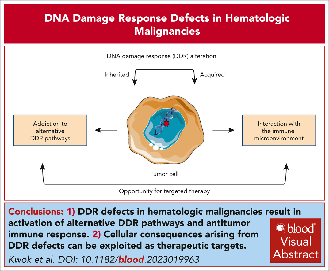 DNA damage response defects in hematologic malignancies: mechanistic insights and therapeutic strategies ow.ly/Q1Ba50RTI3e #lymphoidneoplasia #myeloidneoplasia #reviewarticles