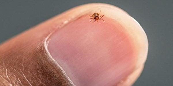 Dr. Curtis Russell of @PublicHealthOntario discusses where ticks can be found, what to do if you have been bitten, and ways that you can prevent discovering a tick on you: ow.ly/9t2750RUKAS #cdnag #ontag #westcdnag