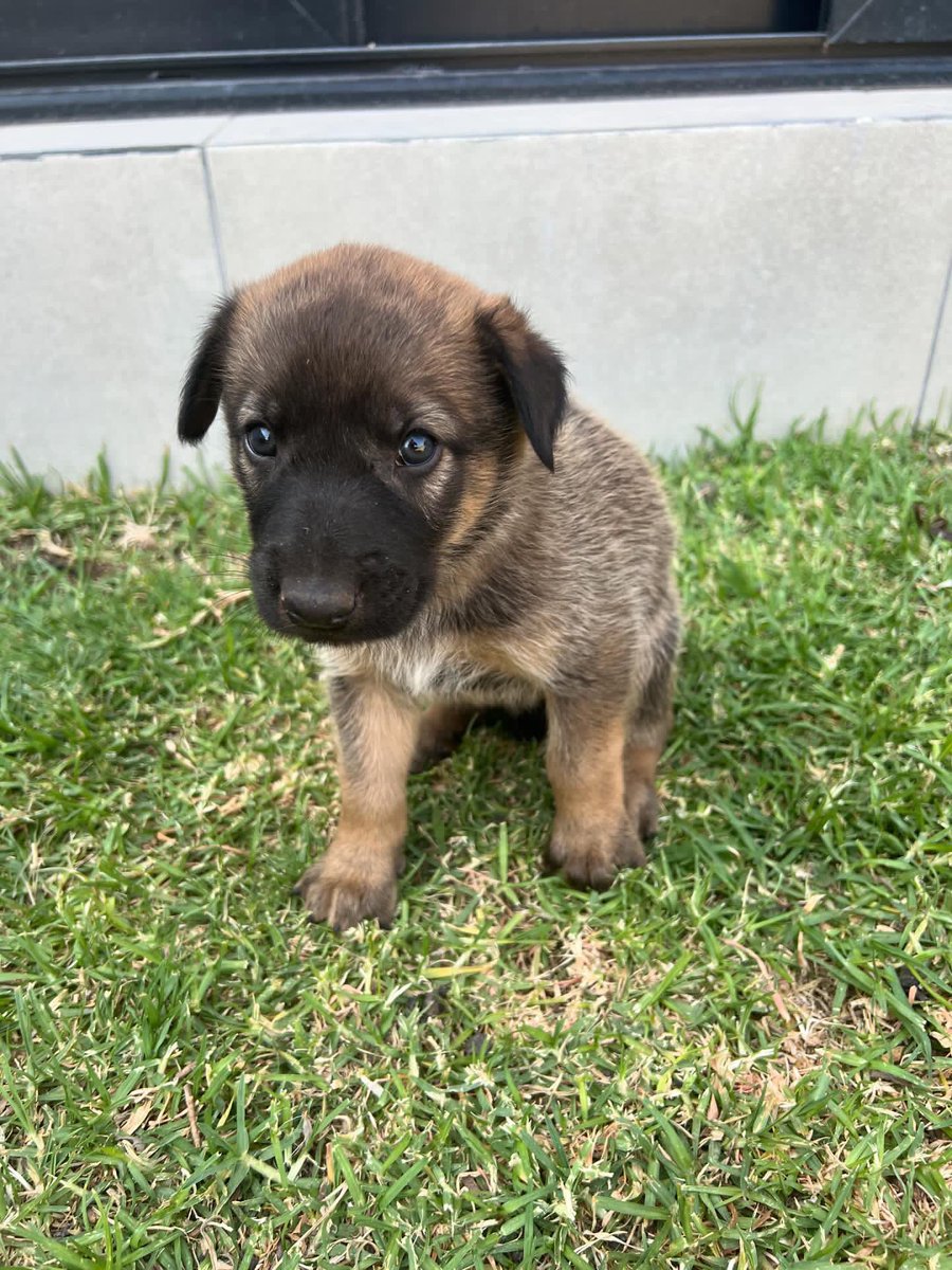 Faro, Terrícola y Huracán están en adopción 😍 tienen 2.5 meses y son cruza de pastor Malinois. Tienen manchitas preciosas en sus pelajes. Faro es un poquito tímido, huracán y dormilón y terrícola ama a lxs bebés 😍 Para adoptarles pueden hablar con Ana Pau en el 55 1320 6506 🥰