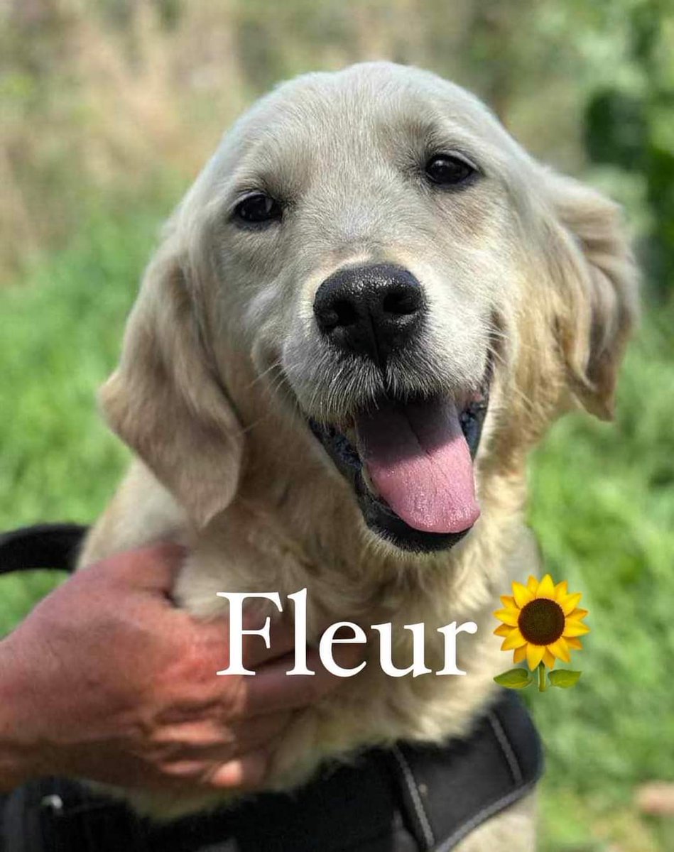 SCD_Rescue's tweet photo. These stunning retrievers still don’t have homes yet!

They will soon be arriving in the UK.

Do we have anyone waiting for a retriever?

We have some beautiful retrievers waiting for forever homes. https://t.co/wrGuVsFMpU
