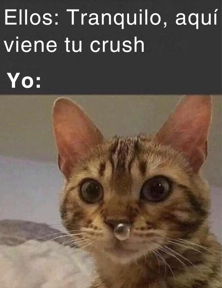 Esos gatos locos (@esosgatoslocos) on Twitter photo 