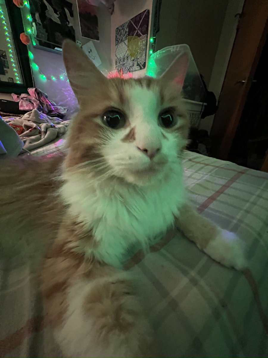 AlienMilkSoup's tweet photo. And an ear infection, so pls dm me or message me here, I am willing to do anything for my baby boy, https://t.co/Oy2Qi7hUcM