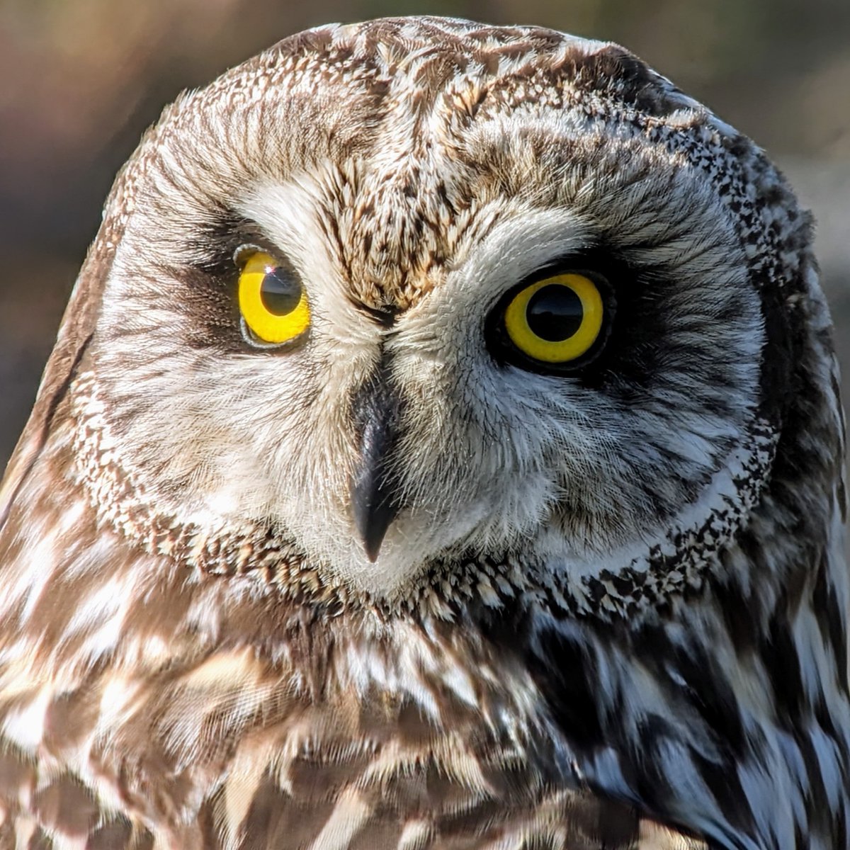 Harry Ewing (@ewing_birds) on Twitter photo Lots of short-eared owls about in Breckland this year. Unusual to see them here so late in the spring. Lots of short-eared owls about in Breckland this year. Unusual to see them here so late in the spring.