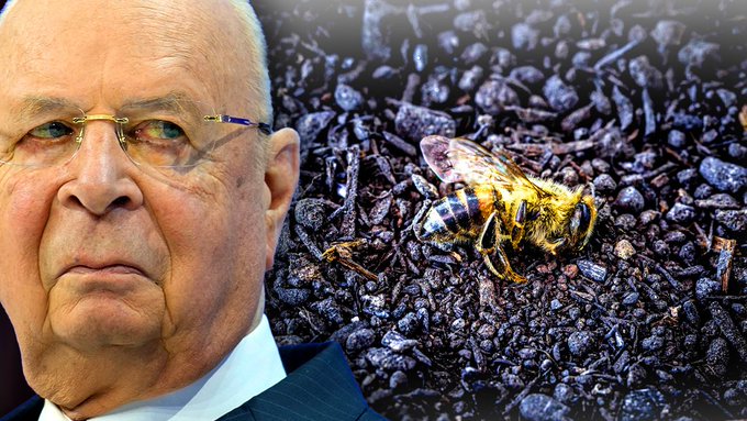 🚨WEF ordena a los gobiernos quemar abejas para provocar una 'hambruna global' 😳 Sin Abejas no hay cultivos. Y sin cultivo no hay alimentos naturales. Si no hay alimentos naturales, sólo tendremos los sintéticos de Bill Gates que producen cáncer y hambrunas poblacionales!! 💀