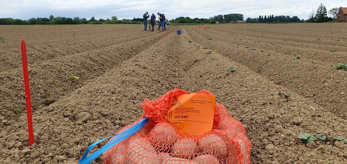 Olaf van Campen tweet media