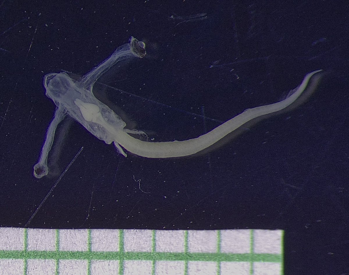 Ictioplancton en Chile: Ictioplancton de Rapa Nui e Isla Salas y Gomez ictioplanctonenchile.blogspot.com/2024/05/ictiop…