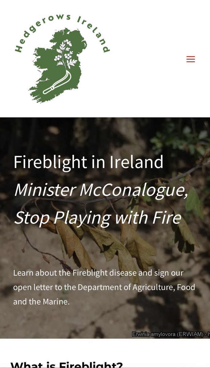 organiccentreie's tweet photo. We were delighted to have Mark Mcdowell @hedgerows_ie at the Organic Centre Friday for #BiodiversityWeek2024 Make sure to #Signthepetition to halt the destructive spread of fireblight & the risk posed to our hawthorn & orchards. #Fireblight #FoodSecurity https://t.co/9IslPvLU5k https://t.co/CyTn4sEXvX