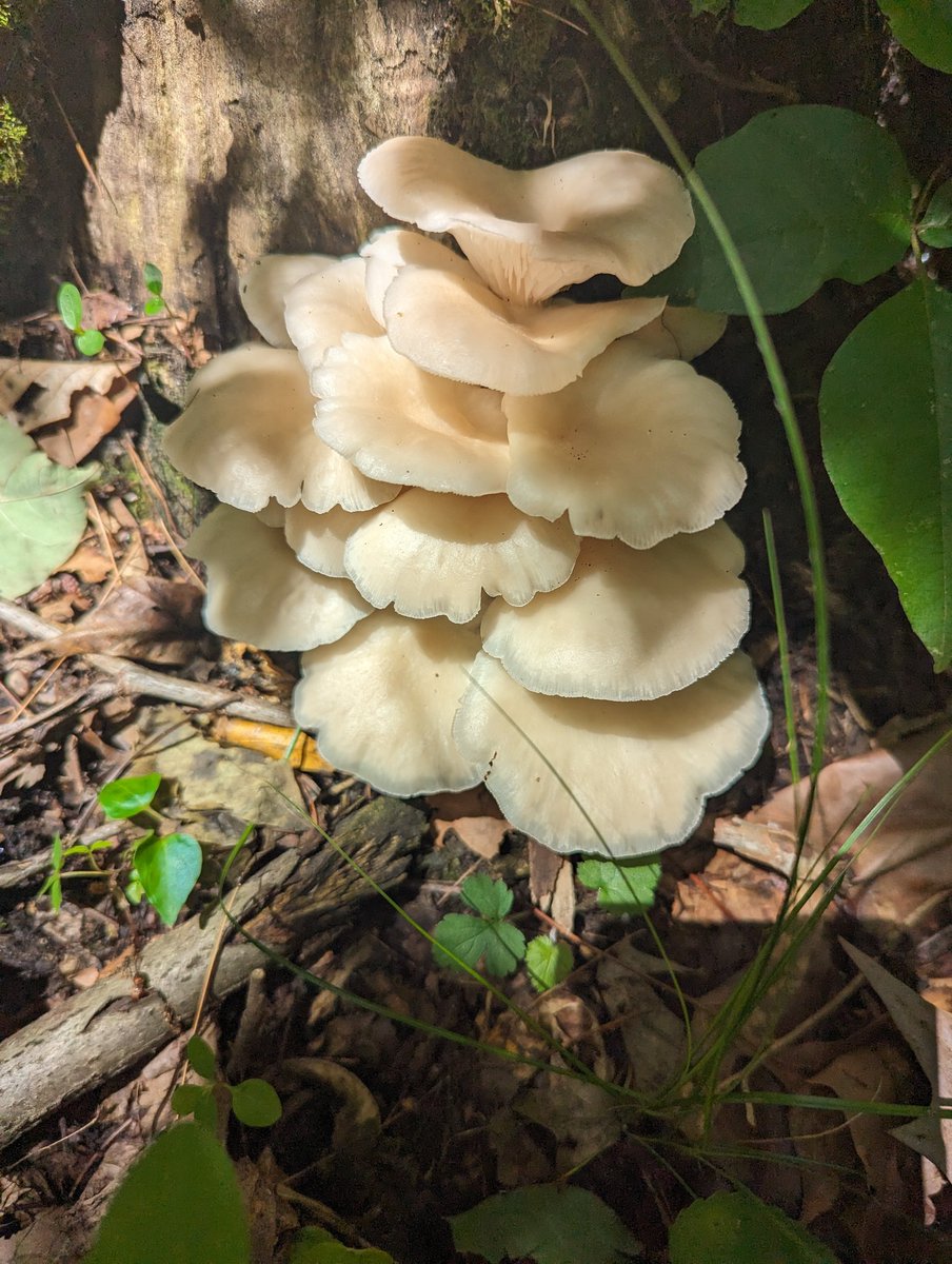 I found some oyster mushrooms today! Yummy!