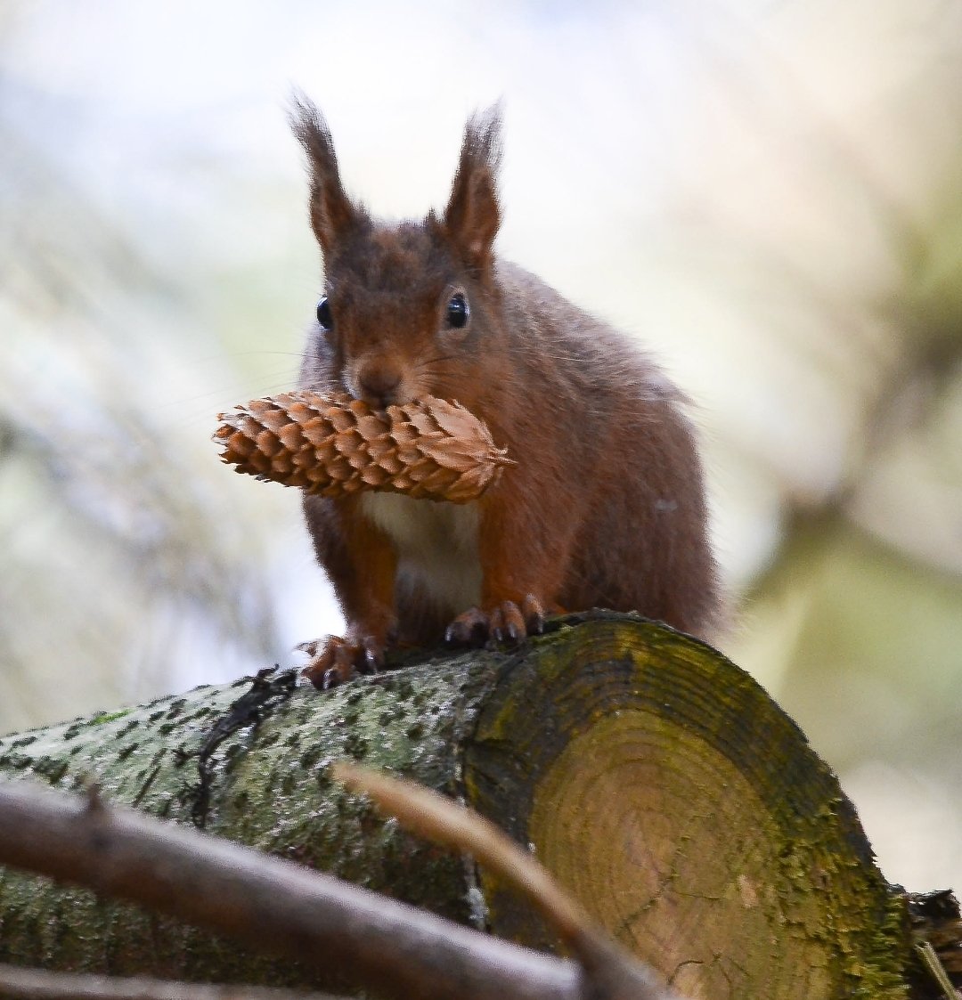 CRAIG LINFORD tweet media