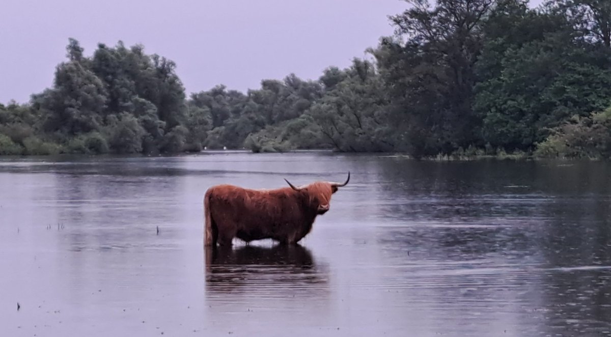 Avondrondje Duursche waarden met deze Schotse hooglander in het hoge water, een slechtvalk op de toren van de steenoven en een luid zingende nachtegaal. Topbeleving!