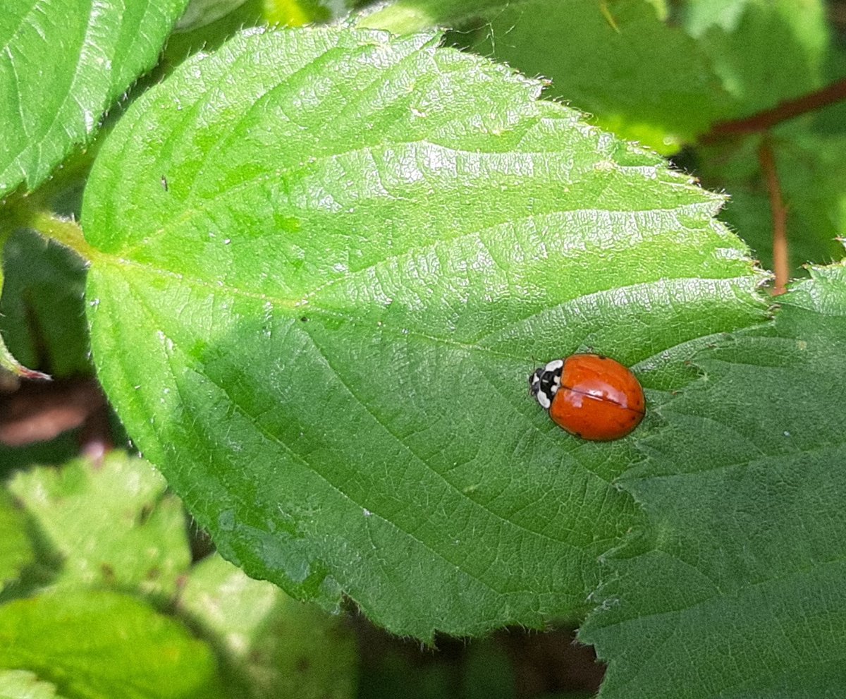 Janet Mee tweet media