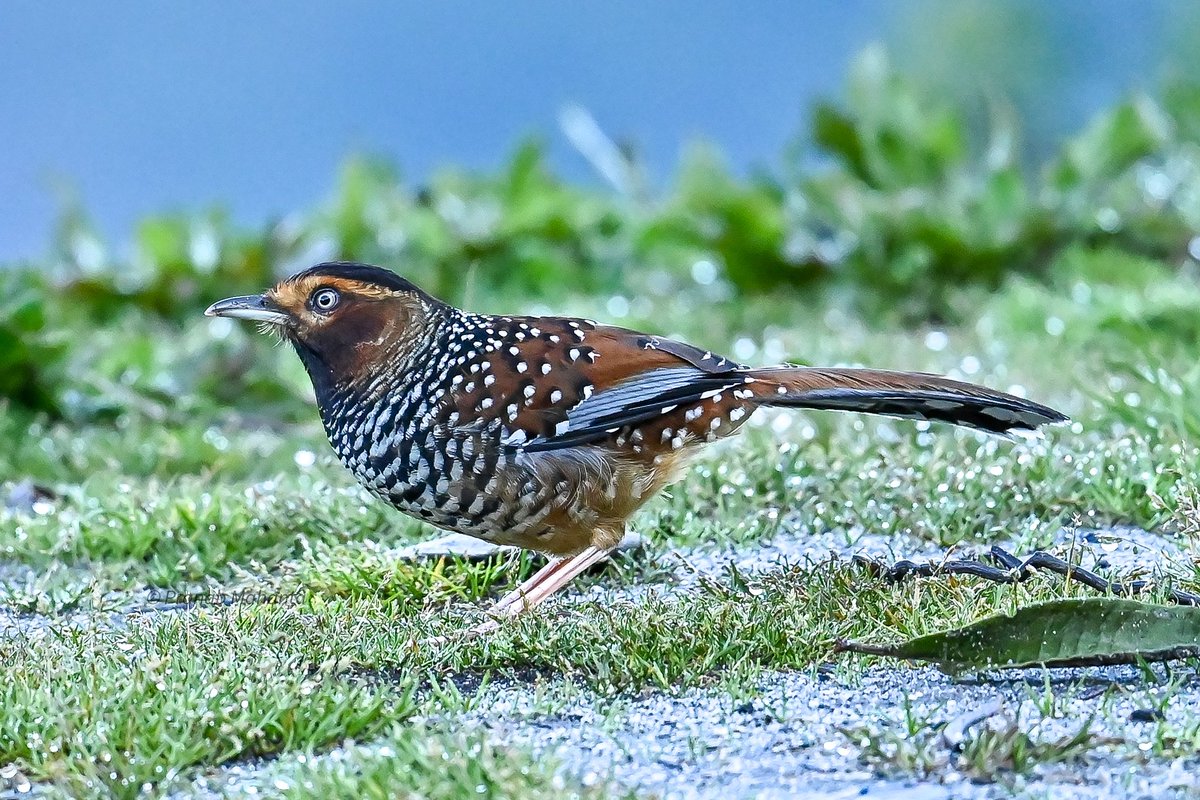 The spotted laughingthrush (Ianthocincla ocellata) 
#IndiAves #BBCWildlifePOTD #birds #BirdsSeenIn2023 
#ThePhotoHour #birdwatching #natgeoindia @NatureIn_Focus @NatureattheBest #birding  #NaturePhotography #birdphotography @SonyBBCEarth