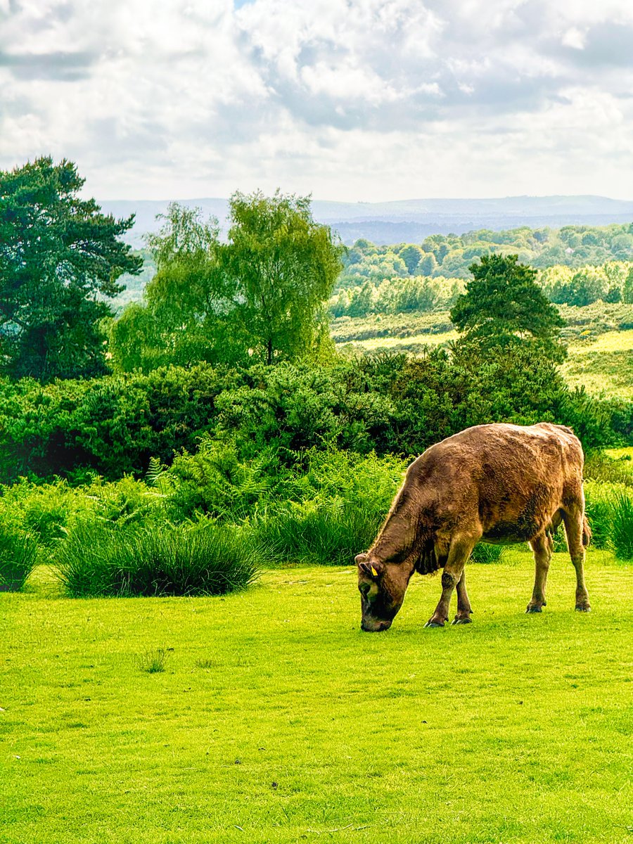𝐼𝒶𝓃 𝑀𝒶𝓉𝓉𝒽𝑒𝓌𝓈 💙 tweet media
