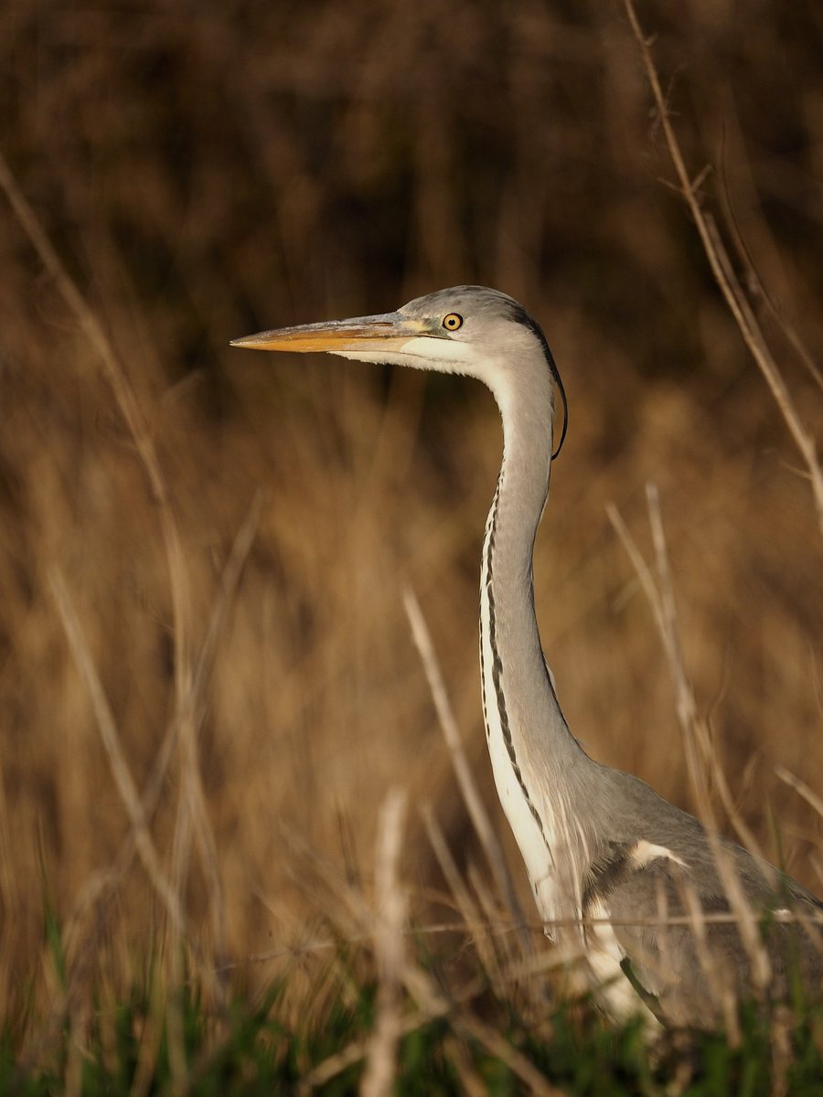 RBonney8's tweet photo. @sykesjeff Grey heron in the evening sun. https://t.co/GQgUiJsAsz