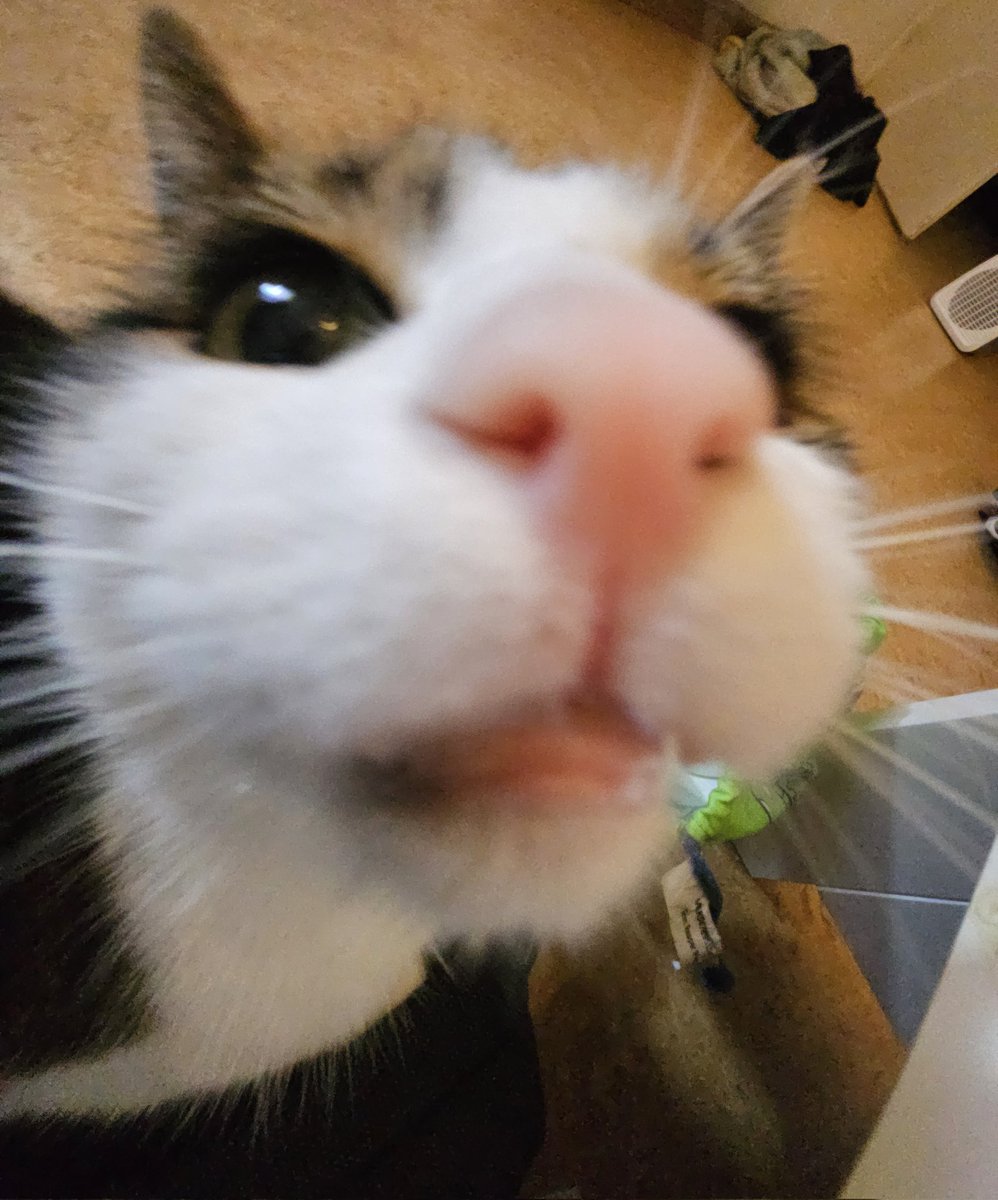 Chysan @silly cat moments tweet media