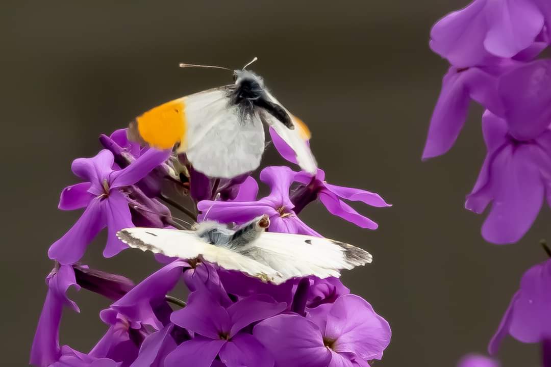 Good to see <a href="/BBCSpringwatch/">BBC Springwatch</a> back. Orange tip butterflies might be struggling nationally, but they are mating in the Staffordshire Moorlands this week #springwatch