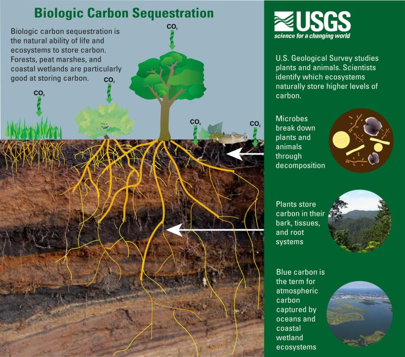 Ecosystems such as forests, peatlands, & coastal wetlands all play a role in naturally storing high levels of carbon. Protecting these ecosystems is necessary in order to ensure the well-being of future generations. Learn more about biological carbon sequestration 👇 Via @USGS