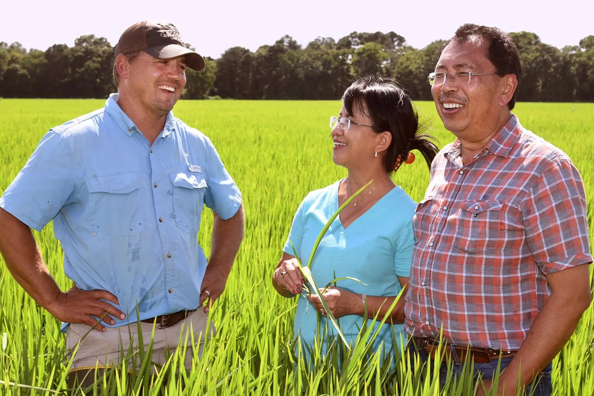 Did you know the @LSUAgCenter is responsible for the rice varieties grown in 2 out of every 3 fields in Louisiana? Eunice area farmer Michael Frugé grows a new rice variety that is both high-protein and low-glycemic. 📰 lsu.edu/working-for-lo… #ScholarshipFirst #WBTTW
