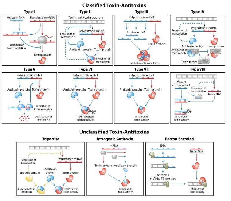 Toxin-antitoxin (TA) systems are highly diverse and their functions in bacterial growth and survival continue to be unraveled. Focusing on the RNA-regulated type I systems, researchers summarize the latest developments in this new EcoSal Plus review. asm.social/1T9