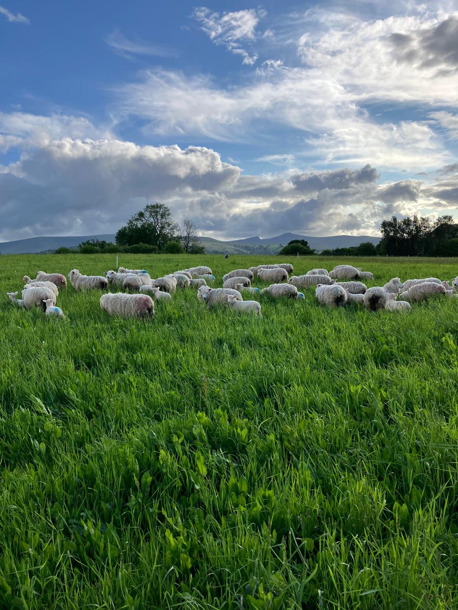 Ewes and lambs moved on to multi species sward. Looking forward to seeing how they do.....