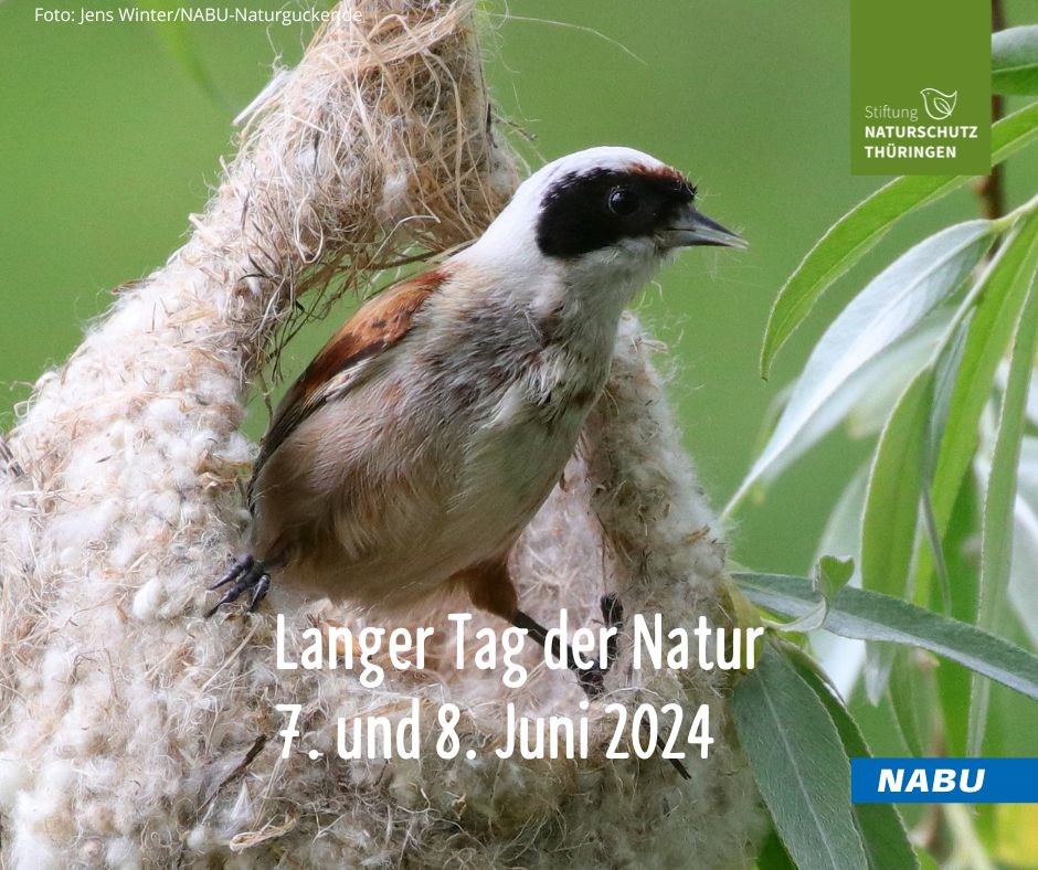 📅Save the  date!📅 - Der NABU Thüringen und die Stiftung Naturschutz Thüringen laden Naturfreundinnen und Naturfreunde sowie alle Interessierten zum „Langen Tag der Natur“ ein. Über  80 Veranstaltungen in ganz Thüringen👉Langer-Tag-der-Natur.de

#NABU #Thüringen <a href="/StiftungNaturTh/">Stiftg.NaturschutzTh</a>