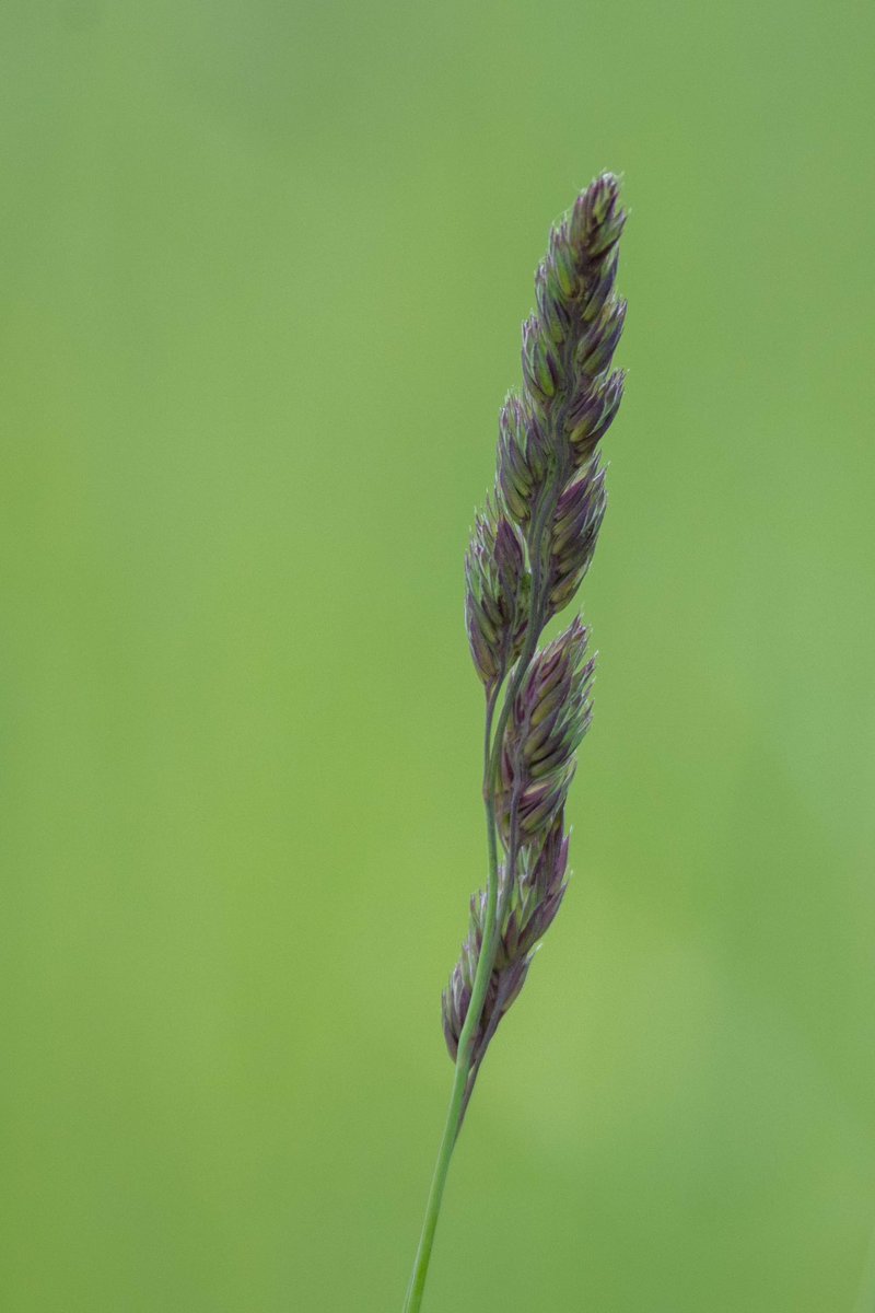 Sometimes when you look at the everyday like this grass growing in an orchard you see it differently for the first time. The purple tufts and the cool green matching the background. So simple but exquisite.