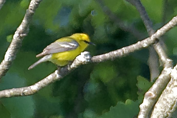 These are ID shots of a Blue-winged Warbler in Sterling Forest State Park. West of entrance going to other side of power lines, pictures taken from one side of the trail to the other side so it was extremely far, not bad shots at all considering! #bluewingedwarbler #birdwatching