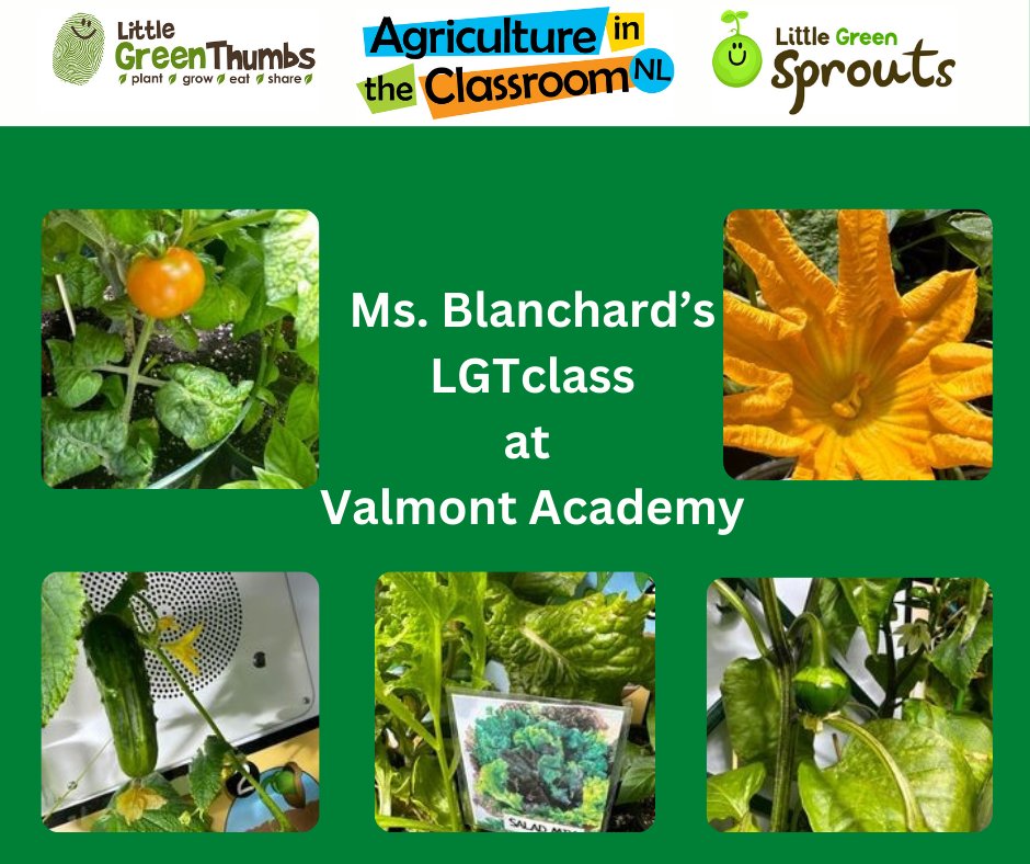 Maureen Foley (@lgtmaureen) on Twitter photo Harvest Celebrations are getting started in <a href="/littlegrnthumbs/">Little Green Thumbs</a> classes across NL. NL students are sharing their growing experience with classmates, teachers, parents and friends. WAY TO GROW!! <a href="/AITCNL/">Agriculture in the Classroom NL</a> <a href="/AITCCanada/">AITCCanada</a> <a href="/NLSchoolsCA/">NLSchools</a> <a href="/NLFarms/">NL Federation of Agriculture</a> Harvest Celebrations are getting started in <a href="/littlegrnthumbs/">Little Green Thumbs</a> classes across NL. NL students are sharing their growing experience with classmates, teachers, parents and friends. WAY TO GROW!! <a href="/AITCNL/">Agriculture in the Classroom NL</a> <a href="/AITCCanada/">AITCCanada</a> <a href="/NLSchoolsCA/">NLSchools</a> <a href="/NLFarms/">NL Federation of Agriculture</a>