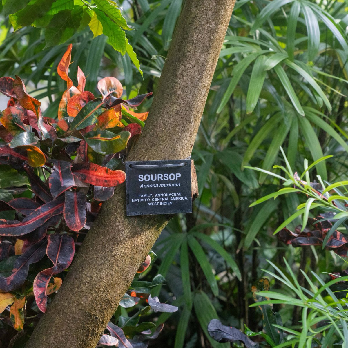 Do you know what this is? 🤔 

This is a soursop fruit (Annona muricata), and it grows in our ENMAX Conservatory! With fleshy green skin covered in spines, it may not look very tasty, but it tastes quite tropical! 🍌🍍🥥🍓

More: bit.ly/3QOmeoS

#YourZooYYC