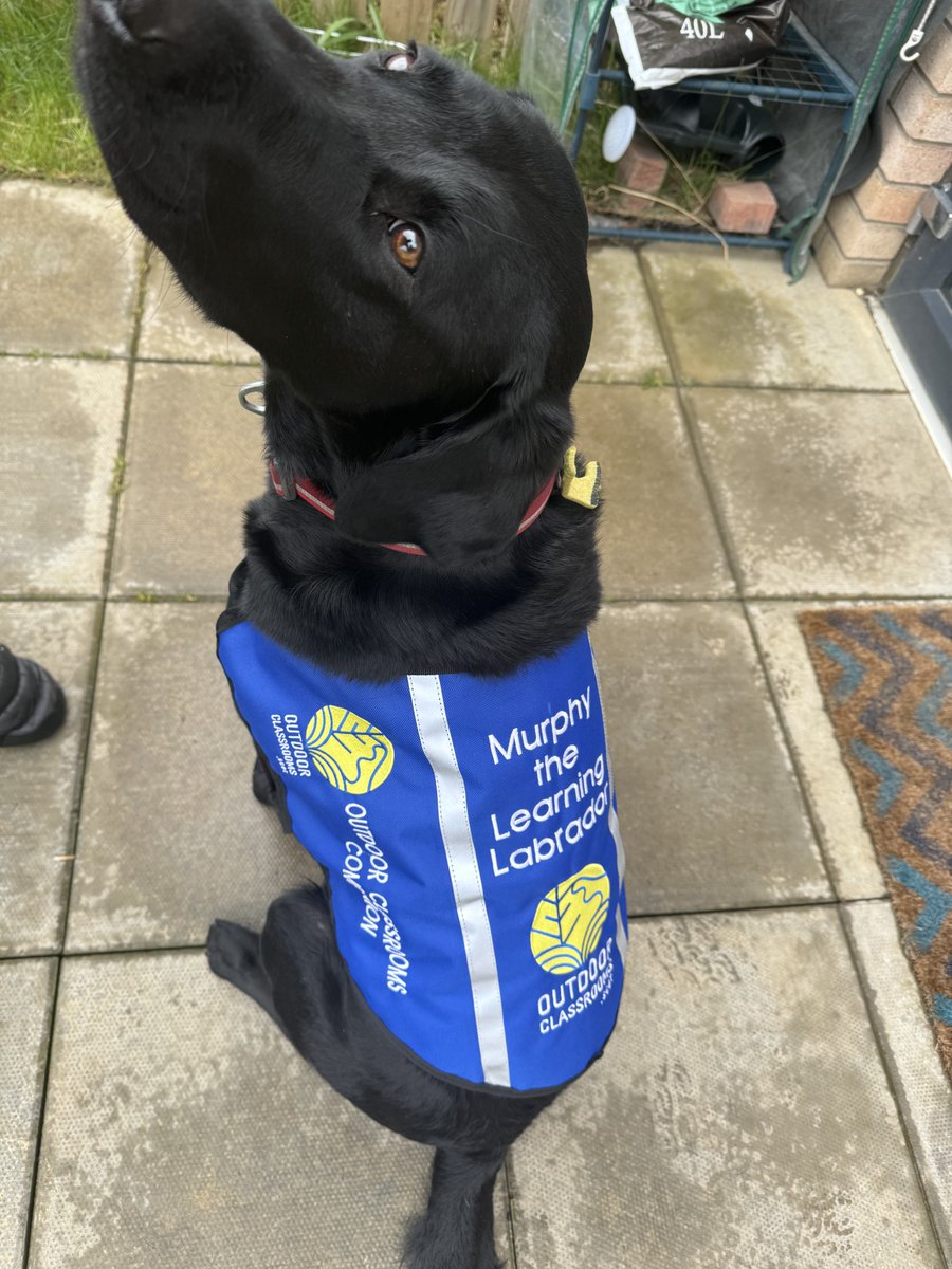 Murphy the Learning Labrador is excited to start working with groups soon! He’s trained, risk assessed and insured as an “Outdoor Learning Companion” #learninglabrador #outdoorlearningdog