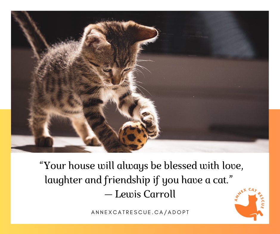 You'll find our cats who would love to bless your house with love, laughter and friendship here: annexcatrescue.ca/adopt 🧡
#annexcatrescue #catrescue #rescuecat