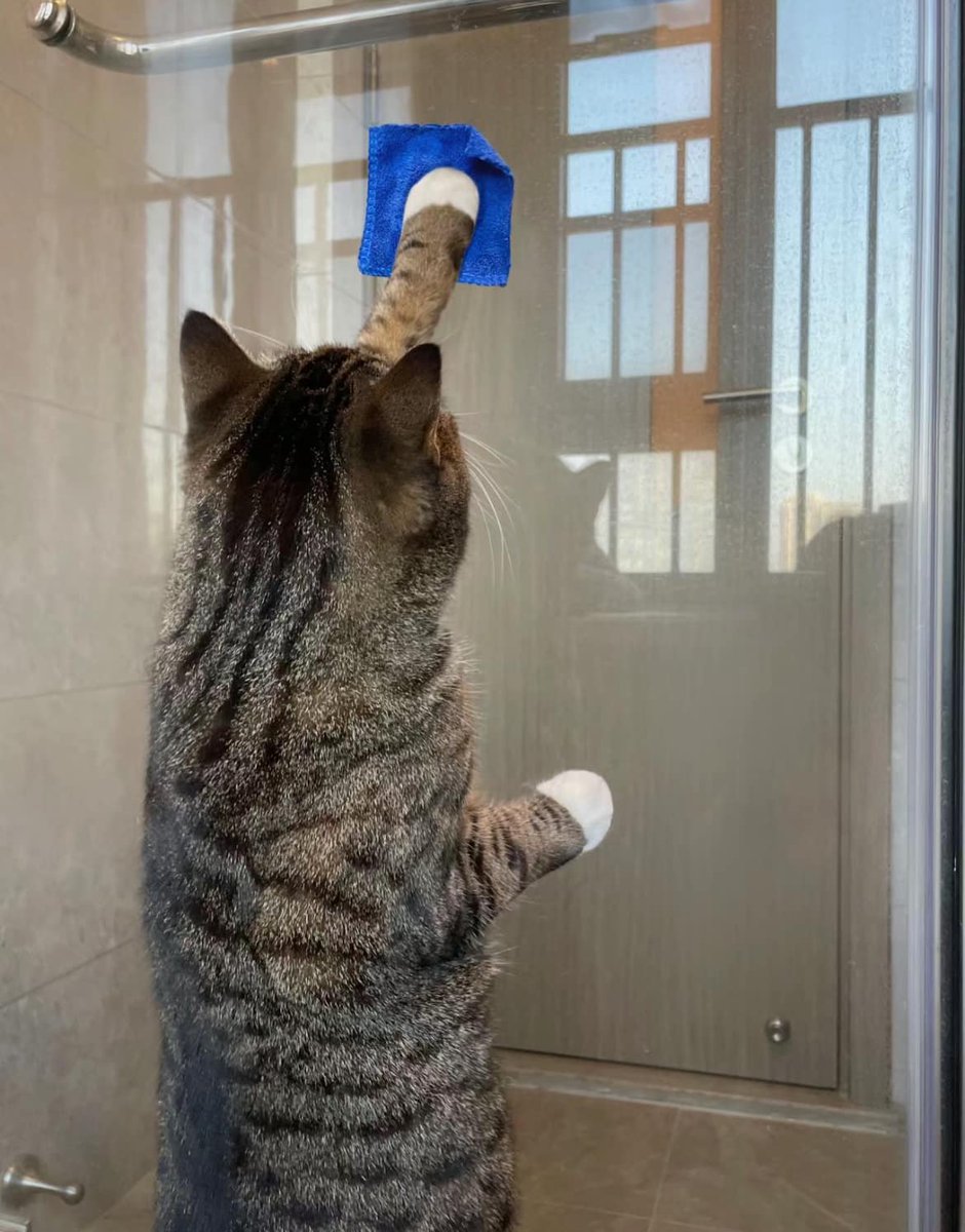cats with jobs 🛠 (@catworkers) on Twitter photo 