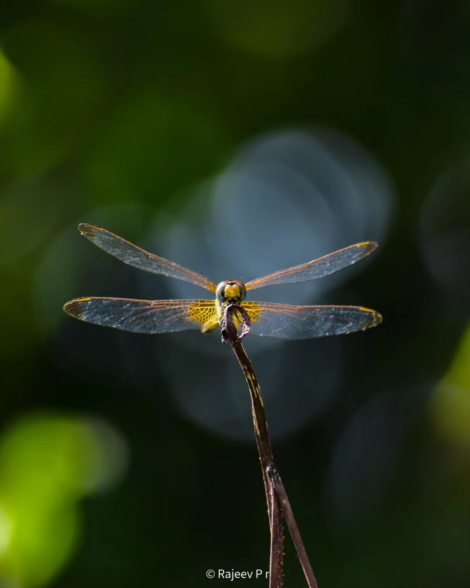 Rajeevprpr's tweet photo. Dragon & Bokeh
Shot on @Honorglobal
Magic 6 pro
#ShotOnHonor
@Honorglobal
@UKHonor
#ShotonSnapdragon
#PhotoOfTheWeek
#DiscoverYourMagic
@Snapdragon @Snapdragon_UK
@ThePhotoHour @gregcroc https://t.co/5l4egEG6Fs