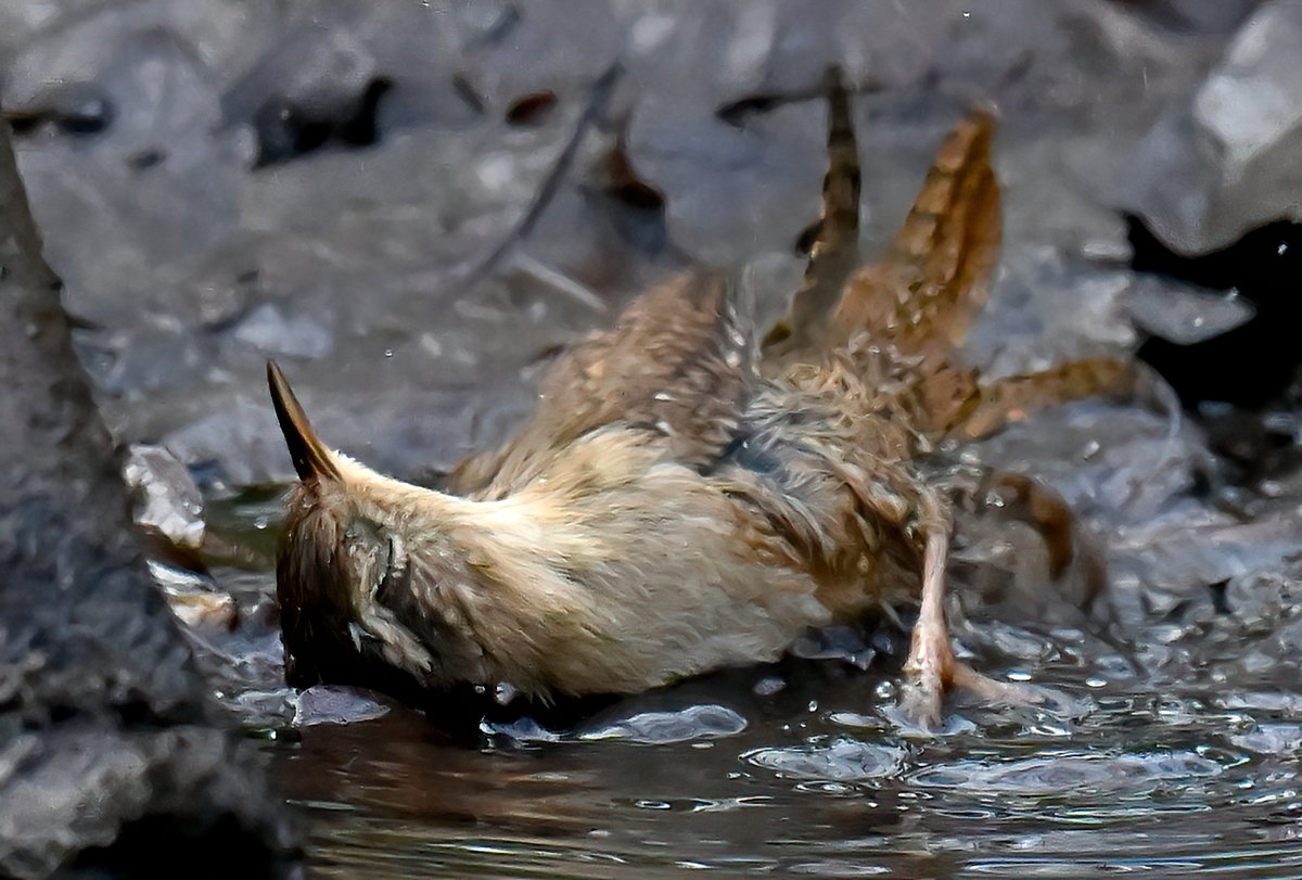 CarlBovisNature's tweet photo. Have you ever seen a little Wren enjoying a bath? 😁😍🐦 https://t.co/r1hAbiyyfZ
