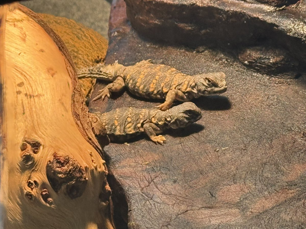 zerraze_'s tweet photo. I know i don’t post much but i got some tiny baby ~2 month old red Saharan Geyri Uromastyx the other day at a Repticon. Still settling in but they are eating. https://t.co/D5wiXewUVm